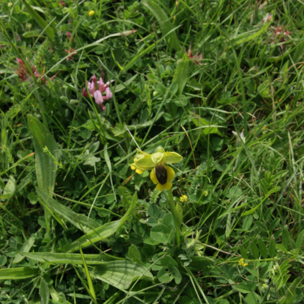 Ophrys lutea